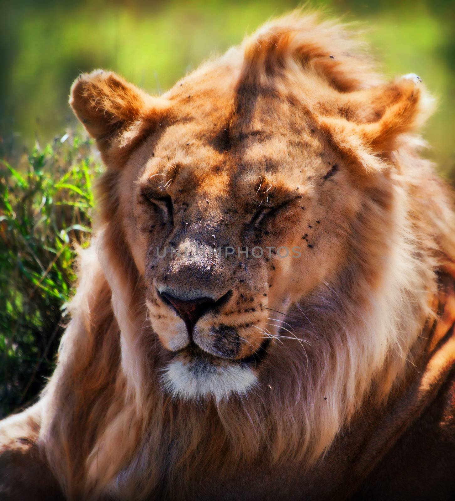 Young adult male lion portrait on savanna. Safari in Serengeti, Tanzania, Africa