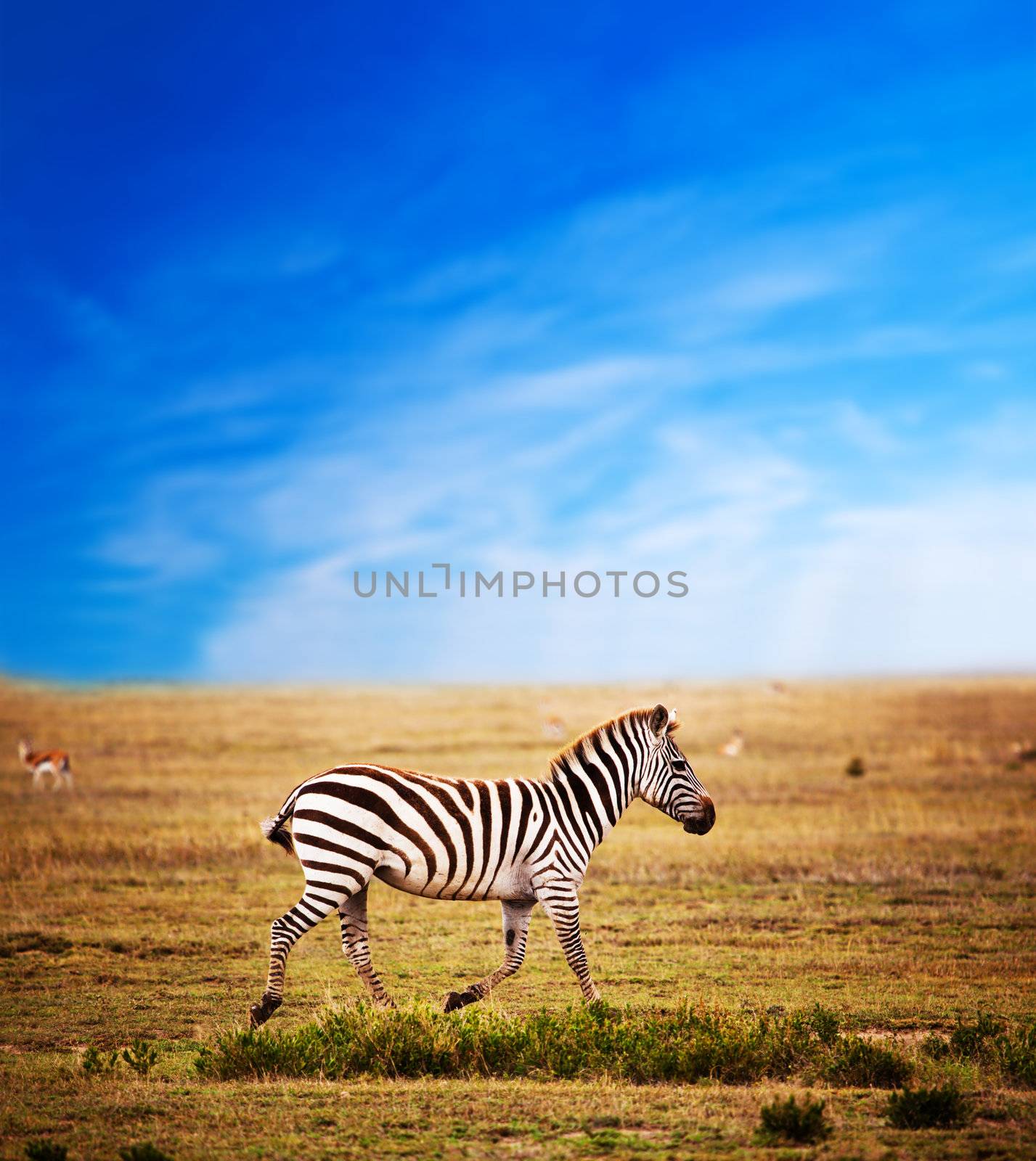 Zebra on African savanna. by photocreo