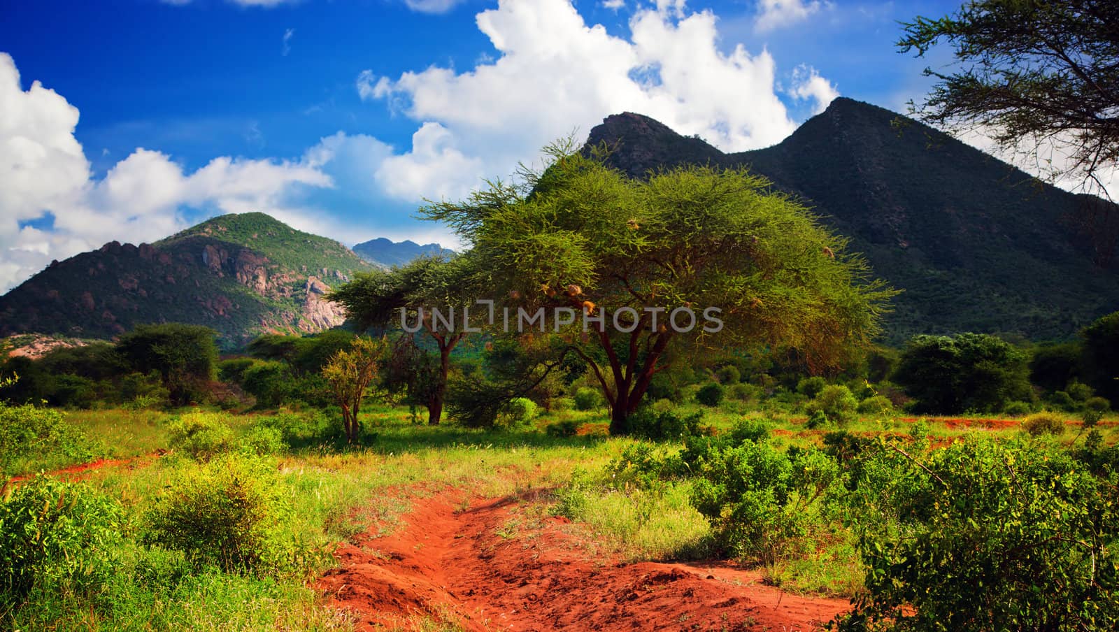 Red ground road and bush with savanna panorama landscape in Africa. Tsavo West, Kenya.