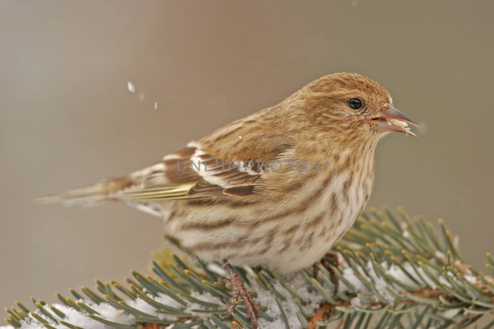 Pine Siskin (Carduelis pinus)