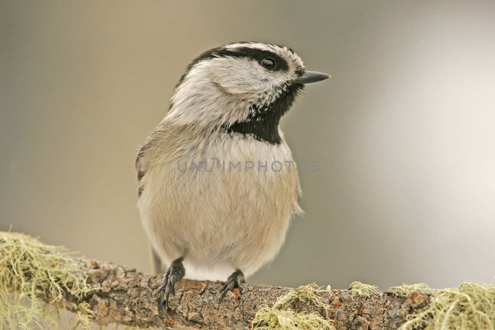 Mountain Chickadee (Poecile gambeli)