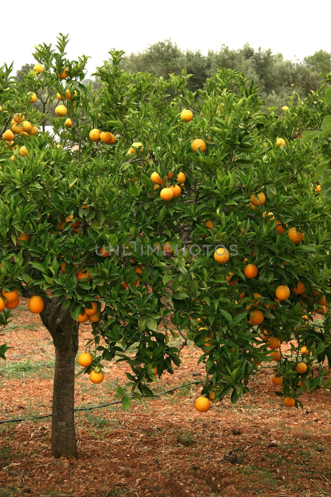 Orange Tree Full Of Fruits