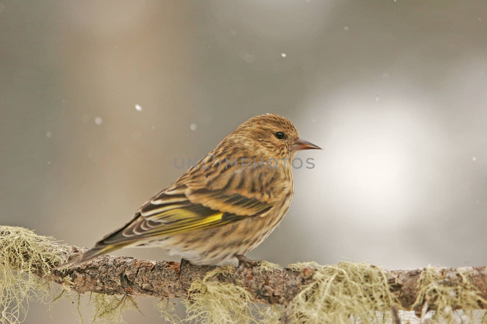 Pine Siskin (Carduelis pinus)