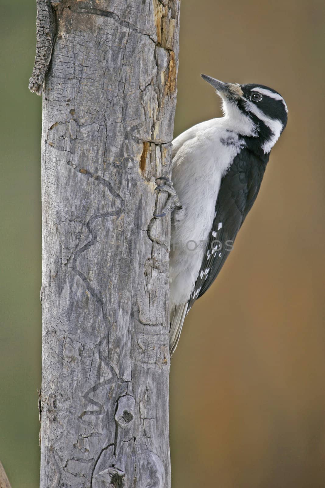 Downy Woodpecker female (Picoides pubescens)