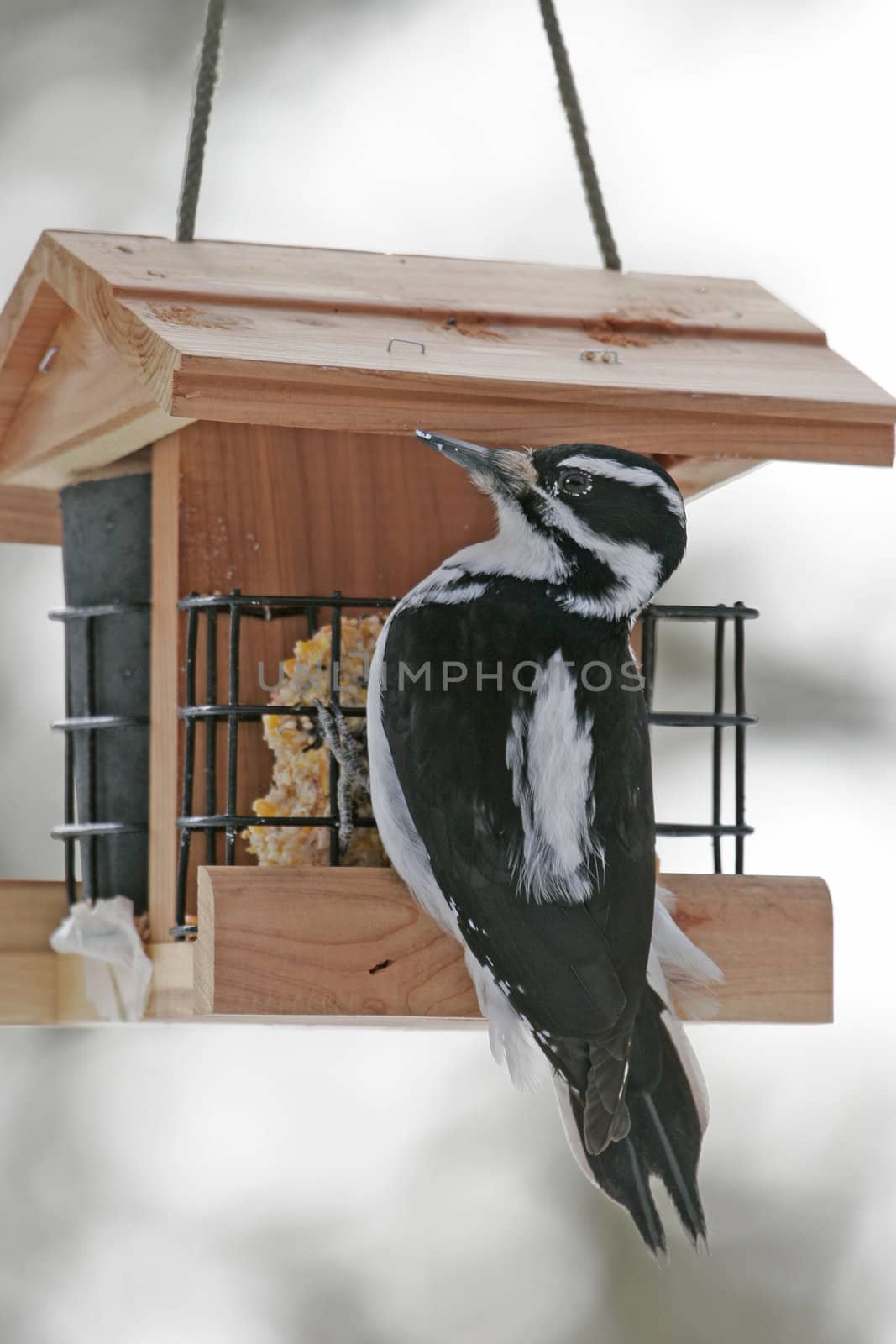 Downy Woodpecker female (Picoides pubescens) by donya_nedomam