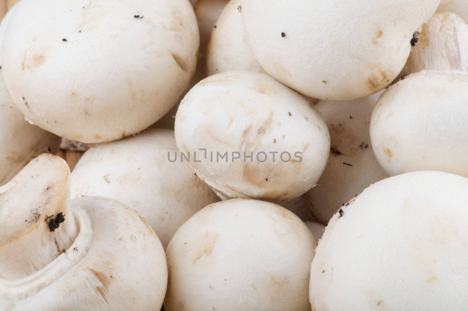White Champignon Mushroom  by zhekos