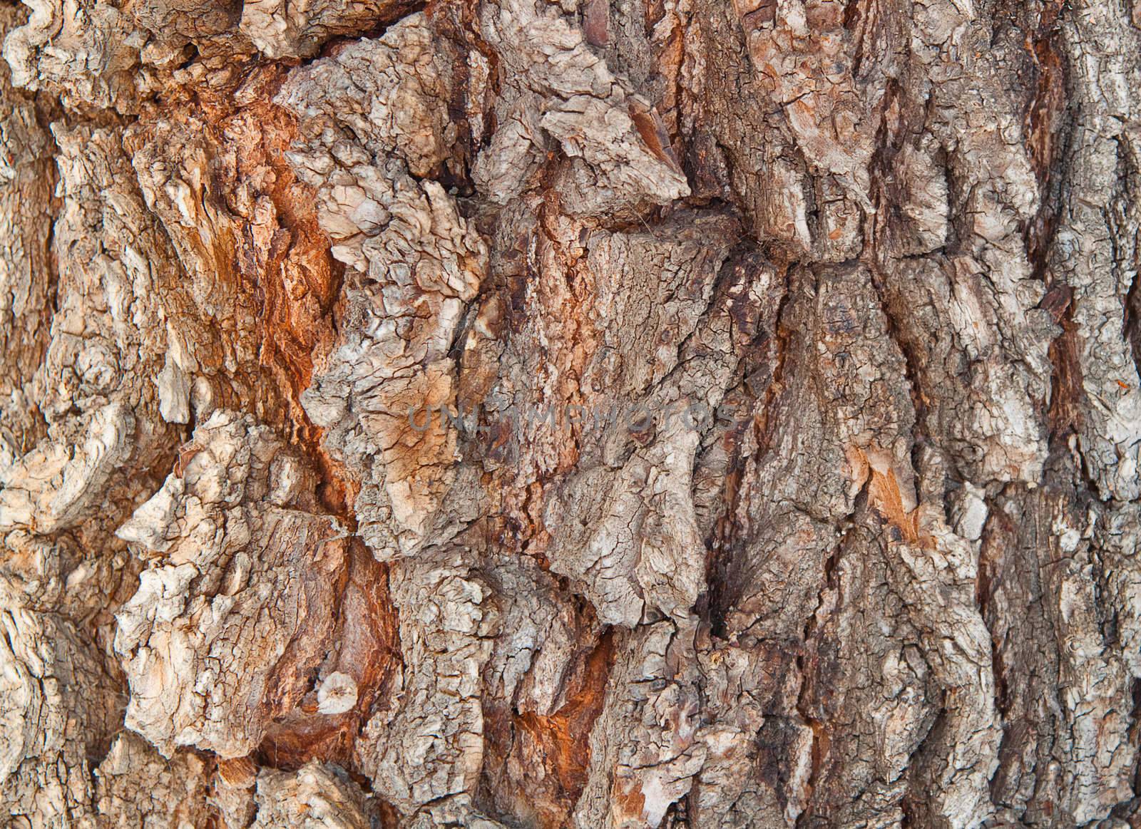 bark of a tree structure by Pogost