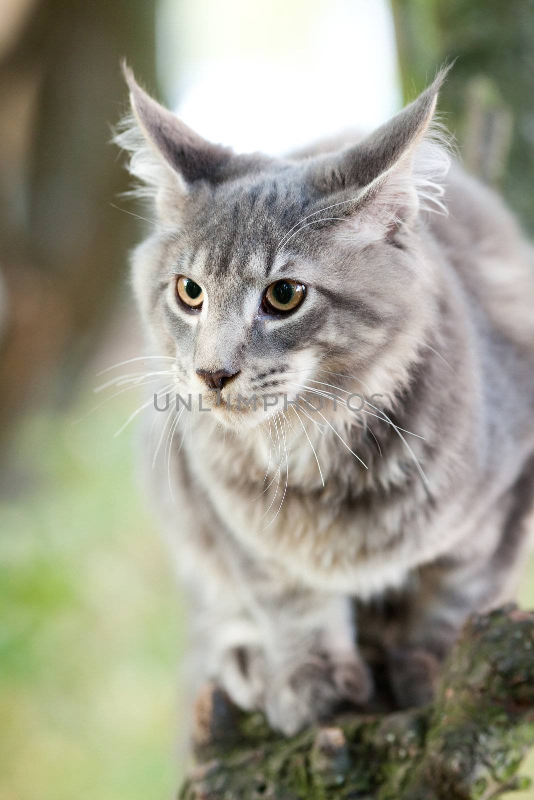 beautiful striped maine coon cat in nature