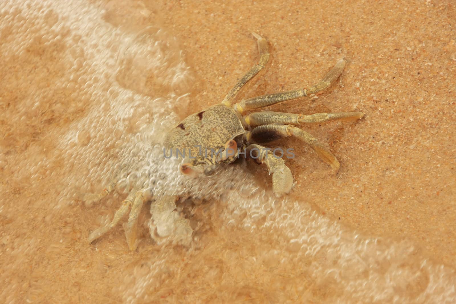 Horn-eyed ghost crab (Ocypode ceratophthalmus) on a beach