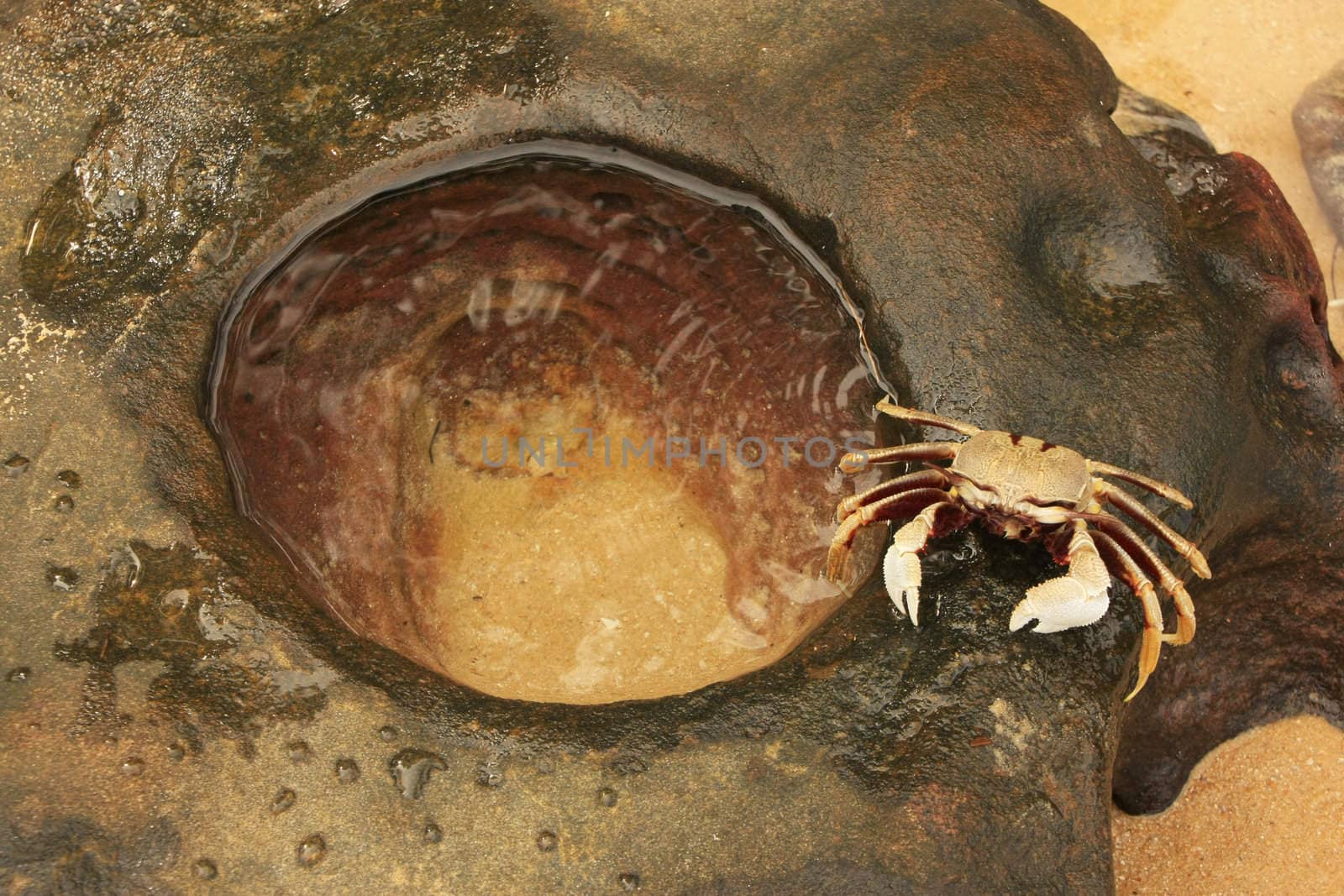 Horn-eyed ghost crab (Ocypode ceratophthalmus) on a rock