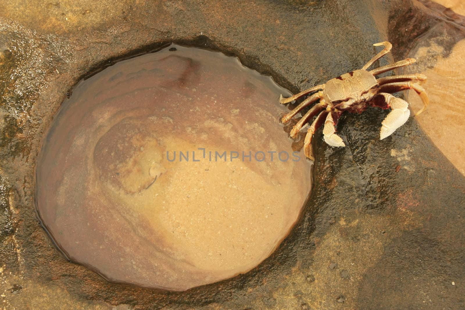 Horn-eyed ghost crab (Ocypode ceratophthalmus) on a rock