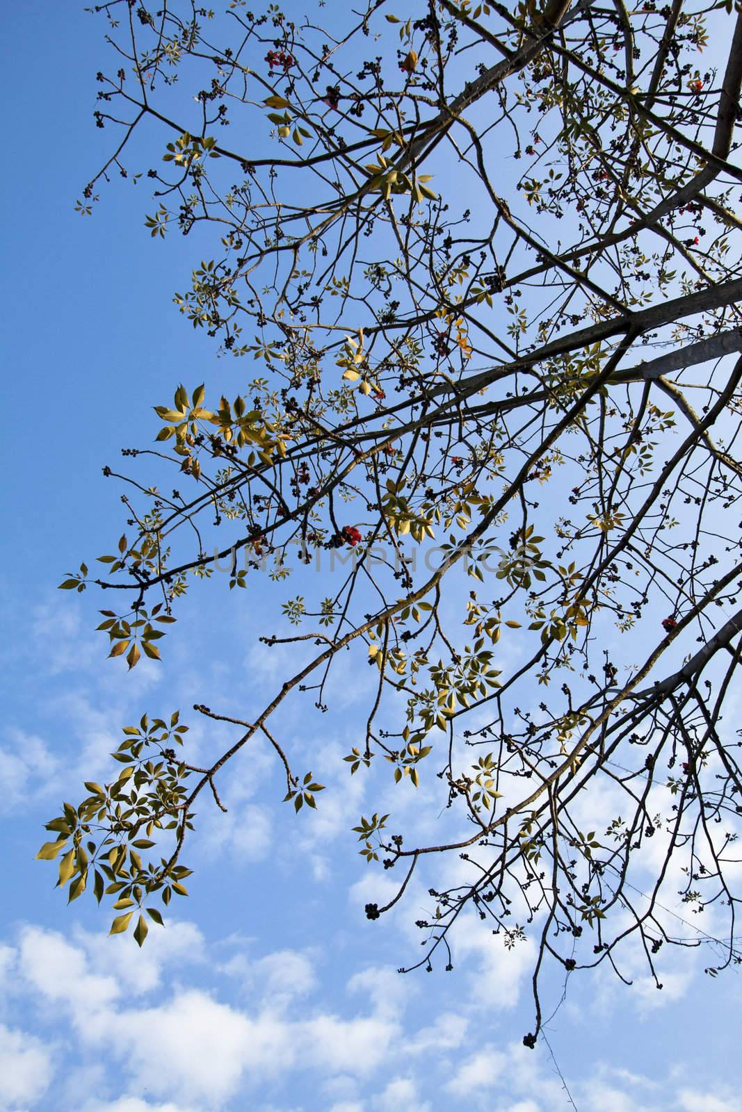 Cotton tree branches by kawing921