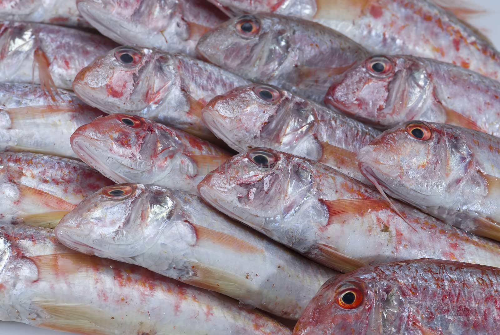 A group of fresh red mullets showing its texture and color.