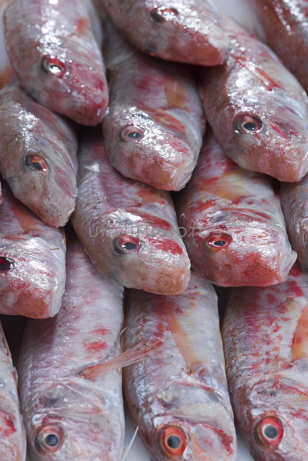 A group of fresh red mullets showing its texture and color.