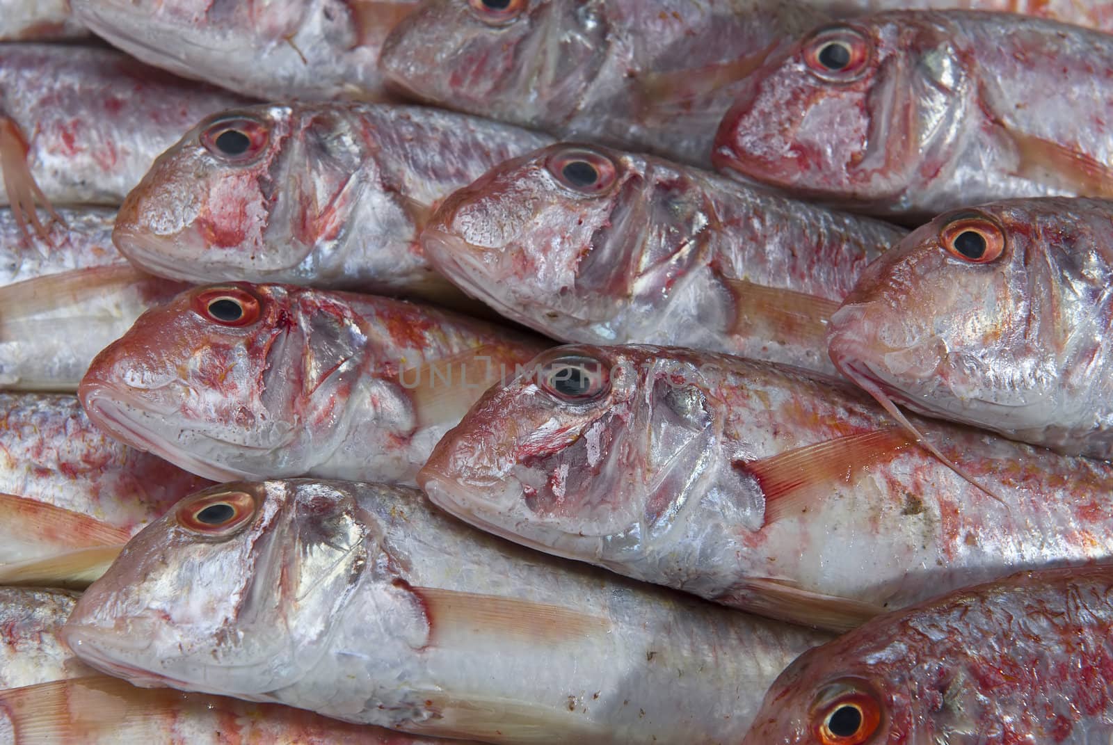 A group of fresh red mullets showing its texture and color.