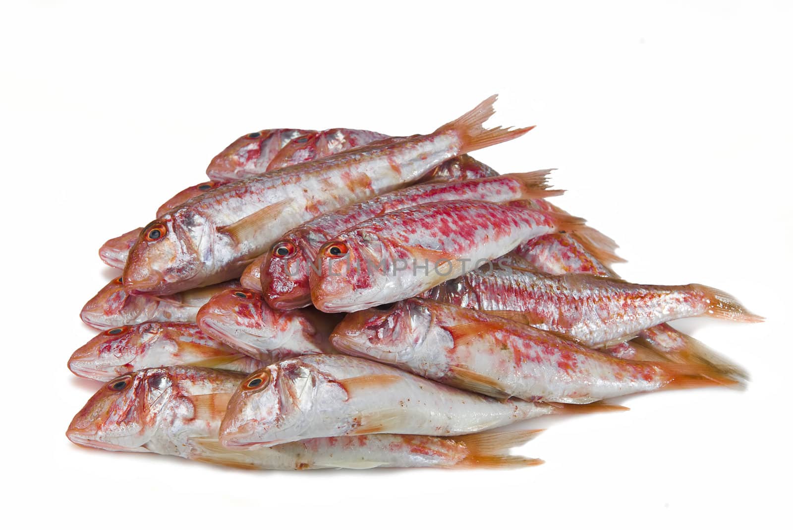 Fresh and raw red mullets over a white background.