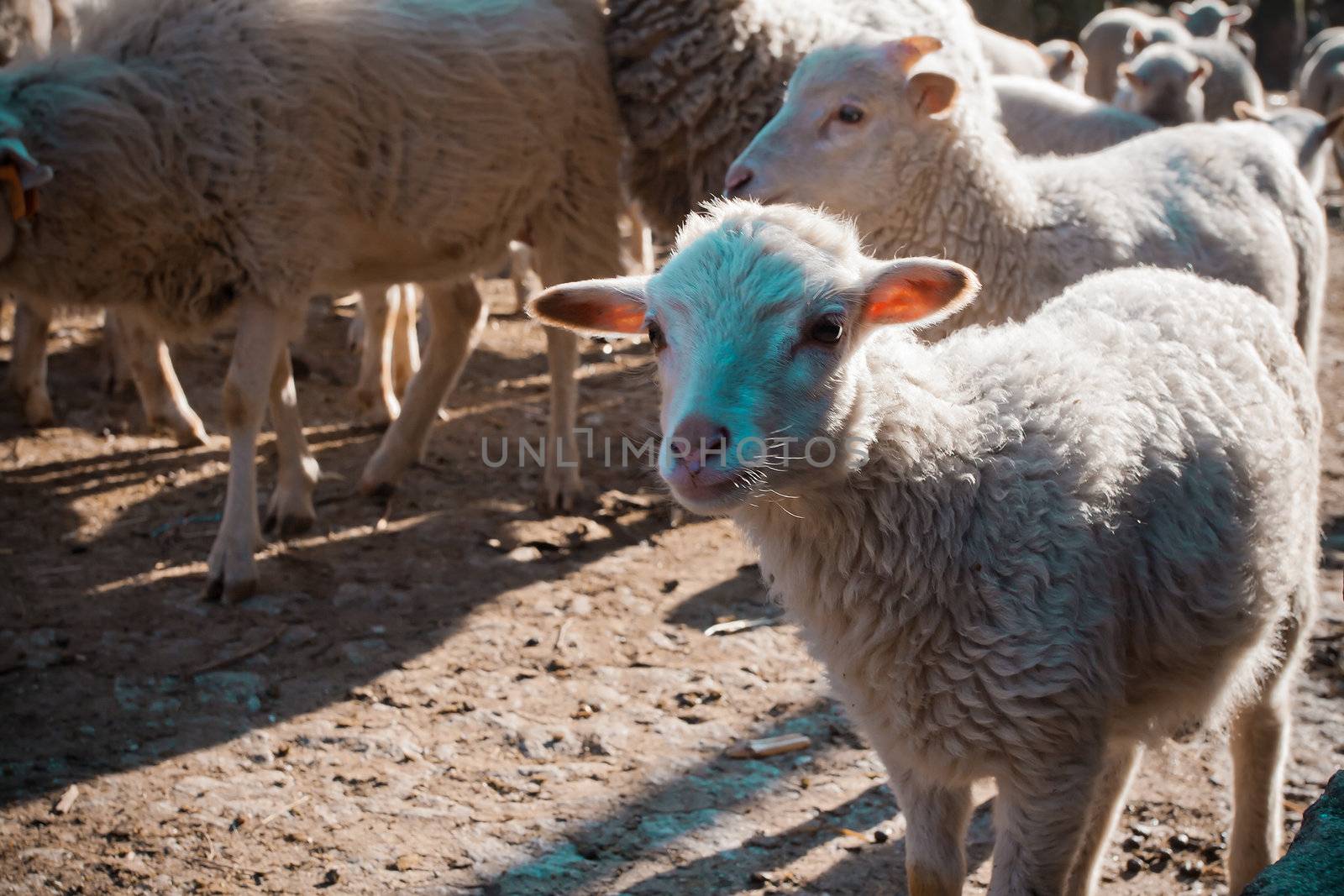 Rural scene - Heard of sheep by PauloResende