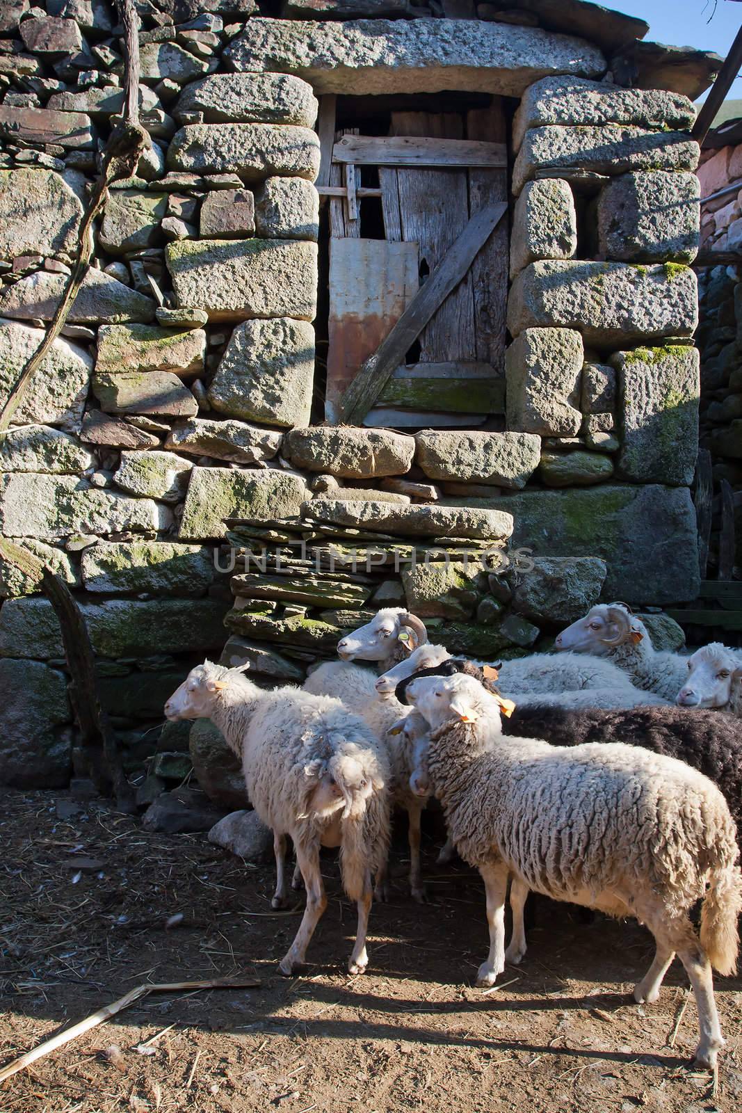 Rural scene - Heard of sheep by PauloResende