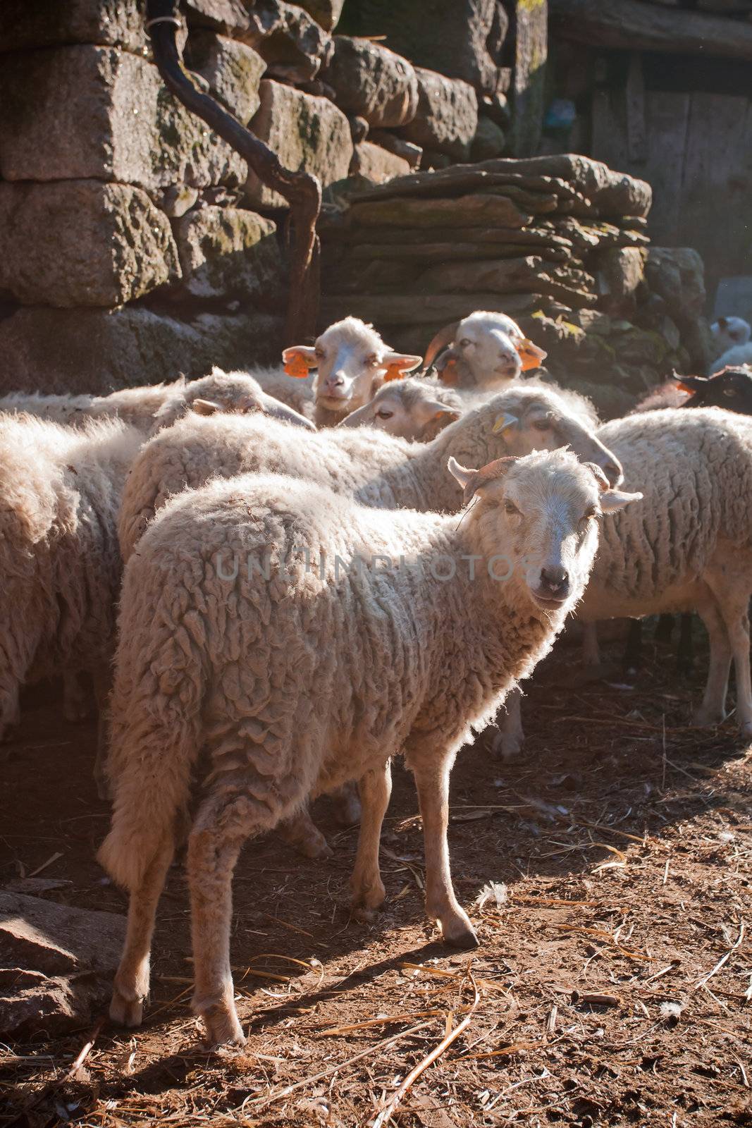 Heard of sheeps on old village of Regoufe on the rural Portugal.