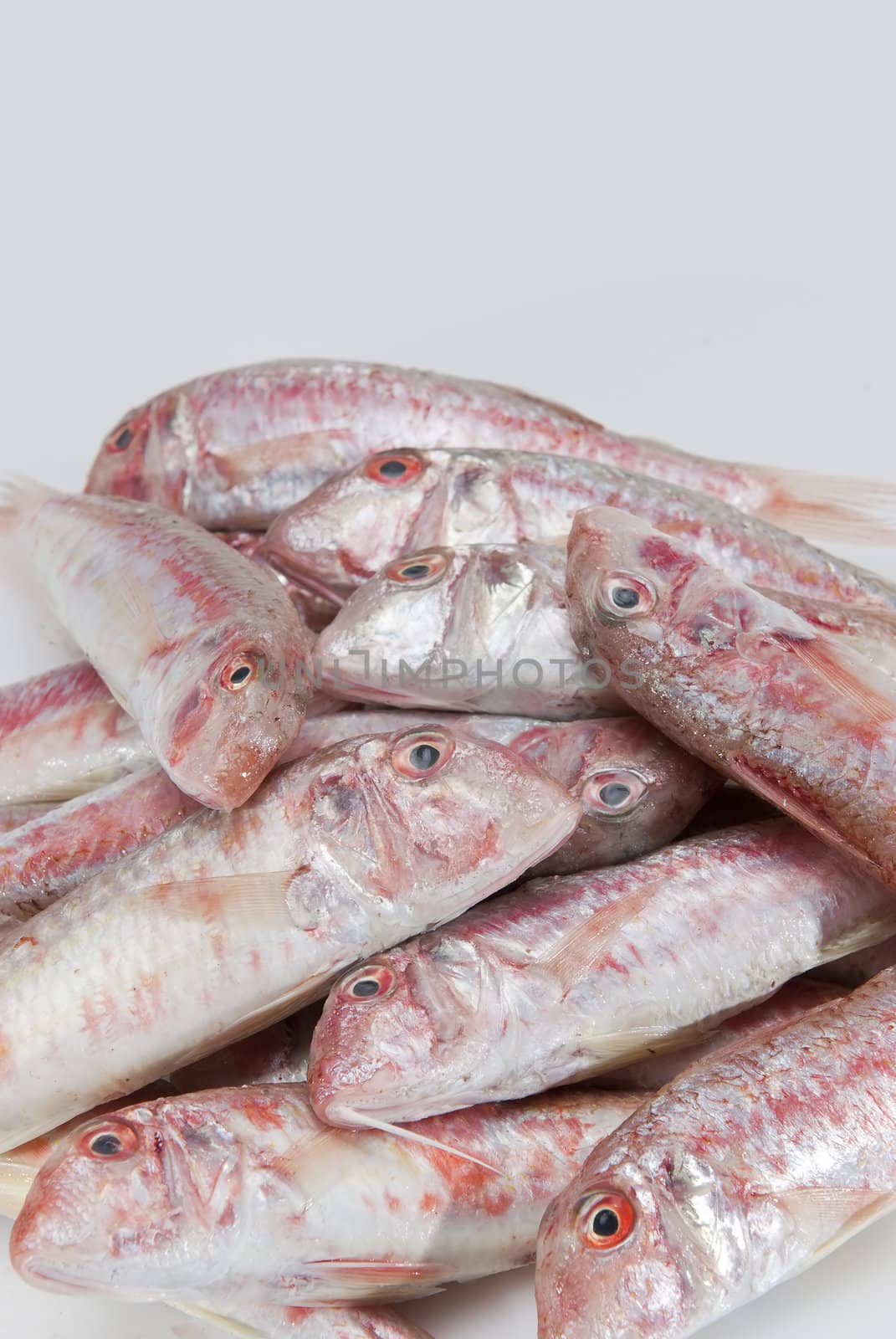 Fresh and raw red mullets over a white background.