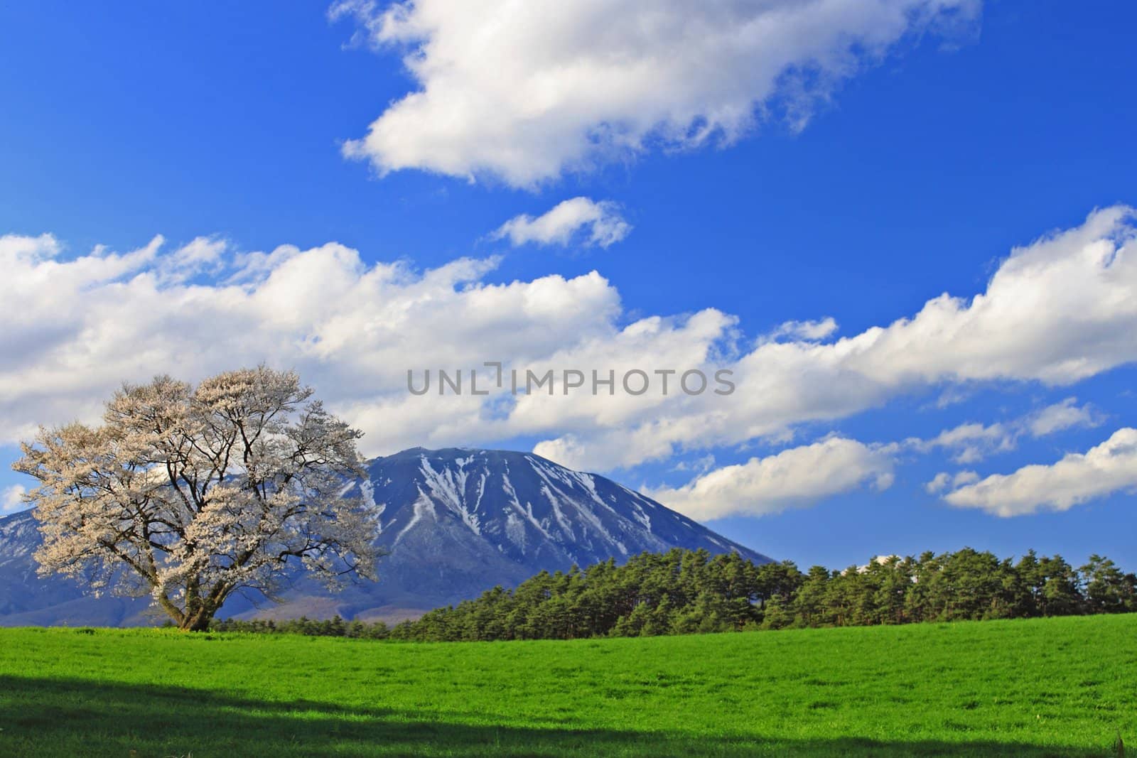  cherry blossom  and moutain