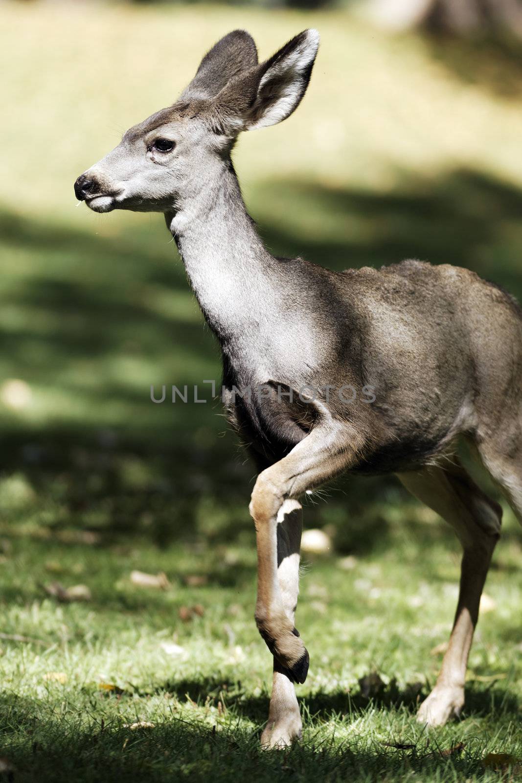 beautiful whitetail deer fawn in sunlight