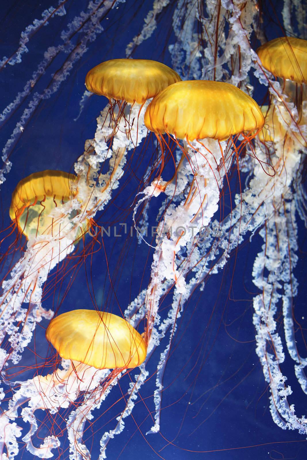 jellyfish with blue ocean water 