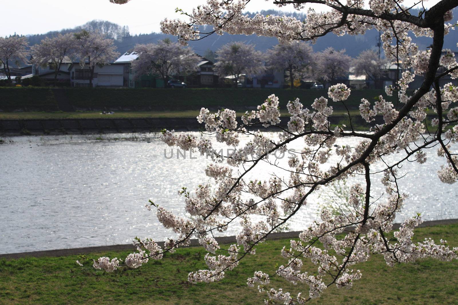 Japanese cherry blossom in kakunodate