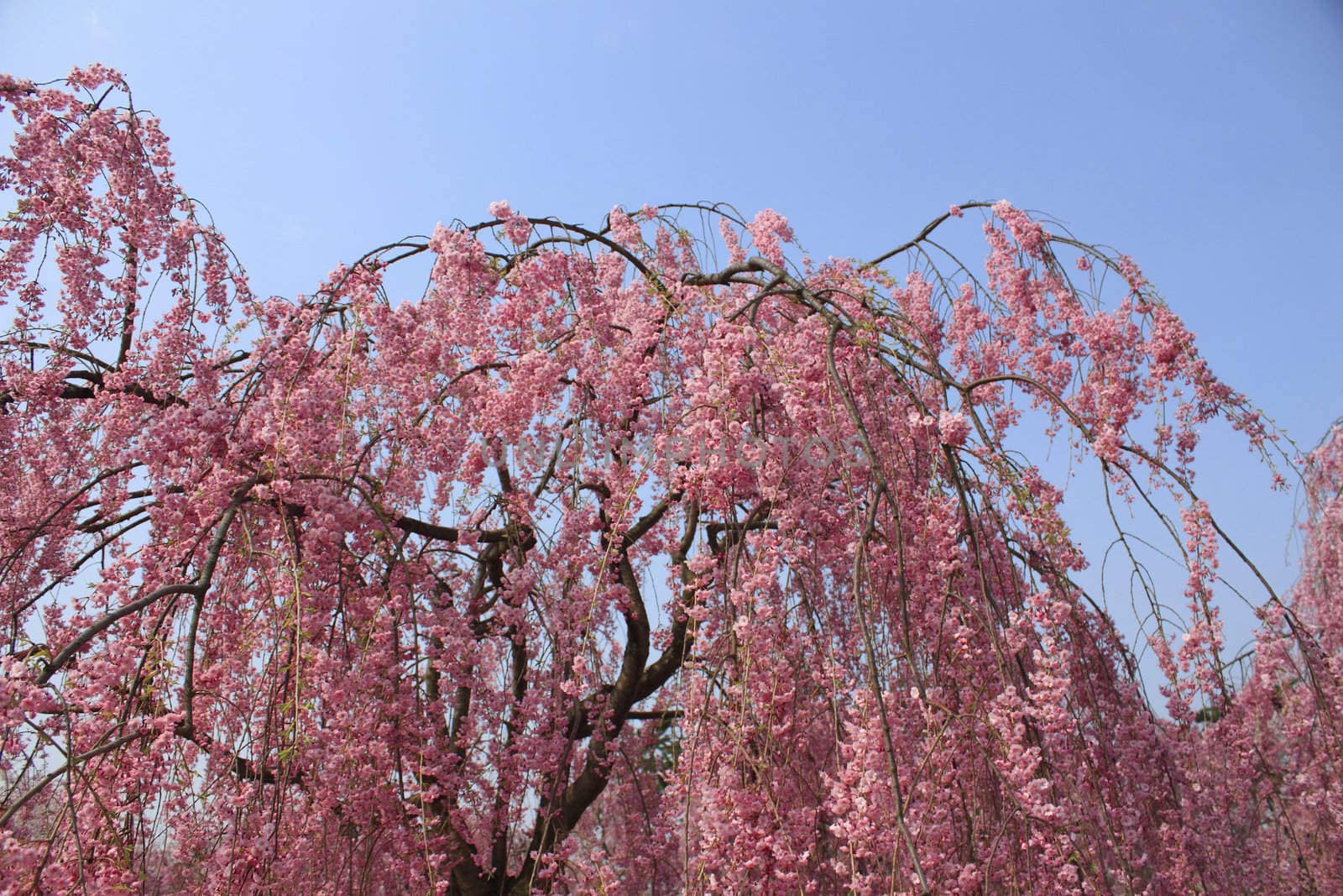 cherry blossoms and Japanese castle