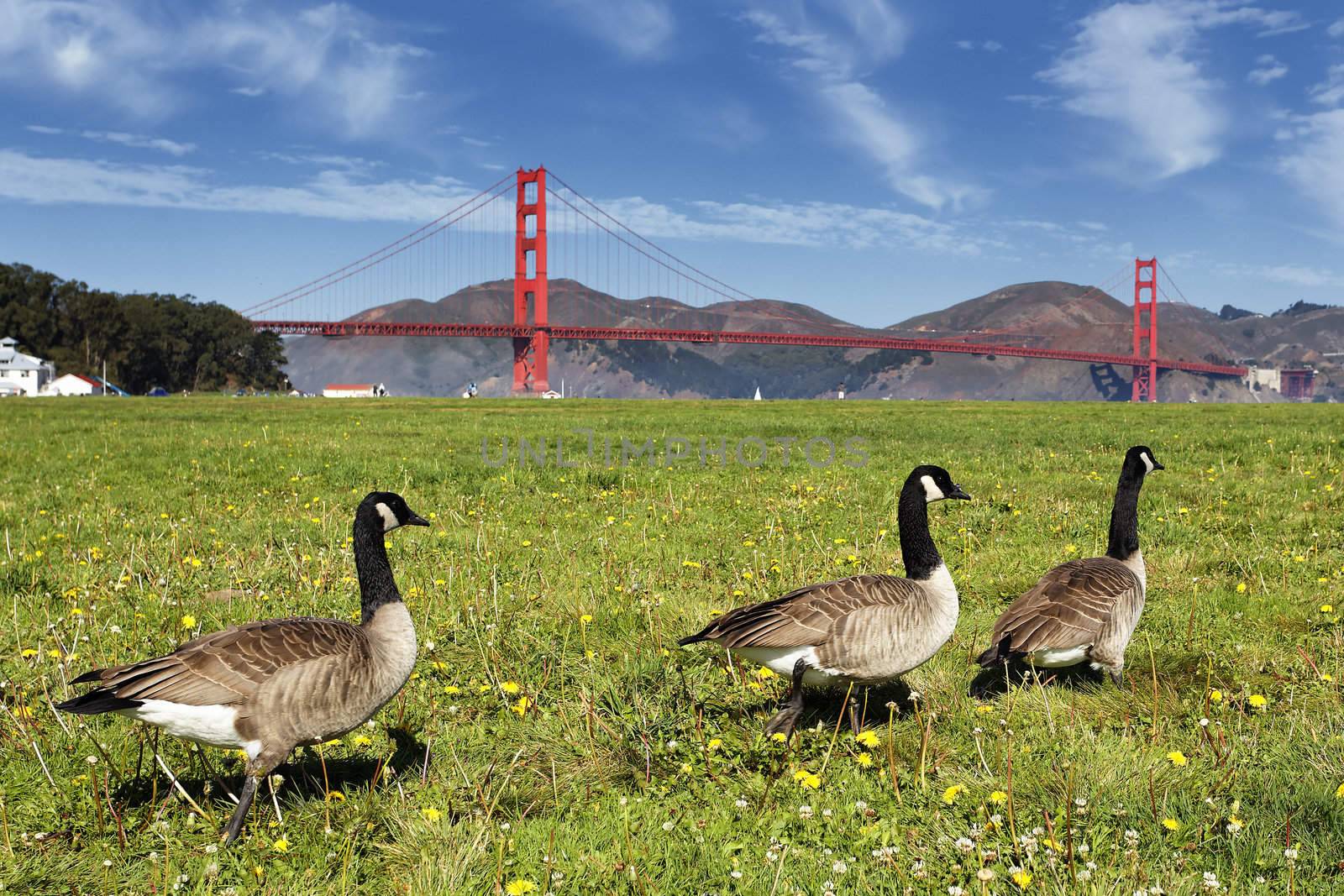 gooses and Golden Gate Bridge, San Francisco 