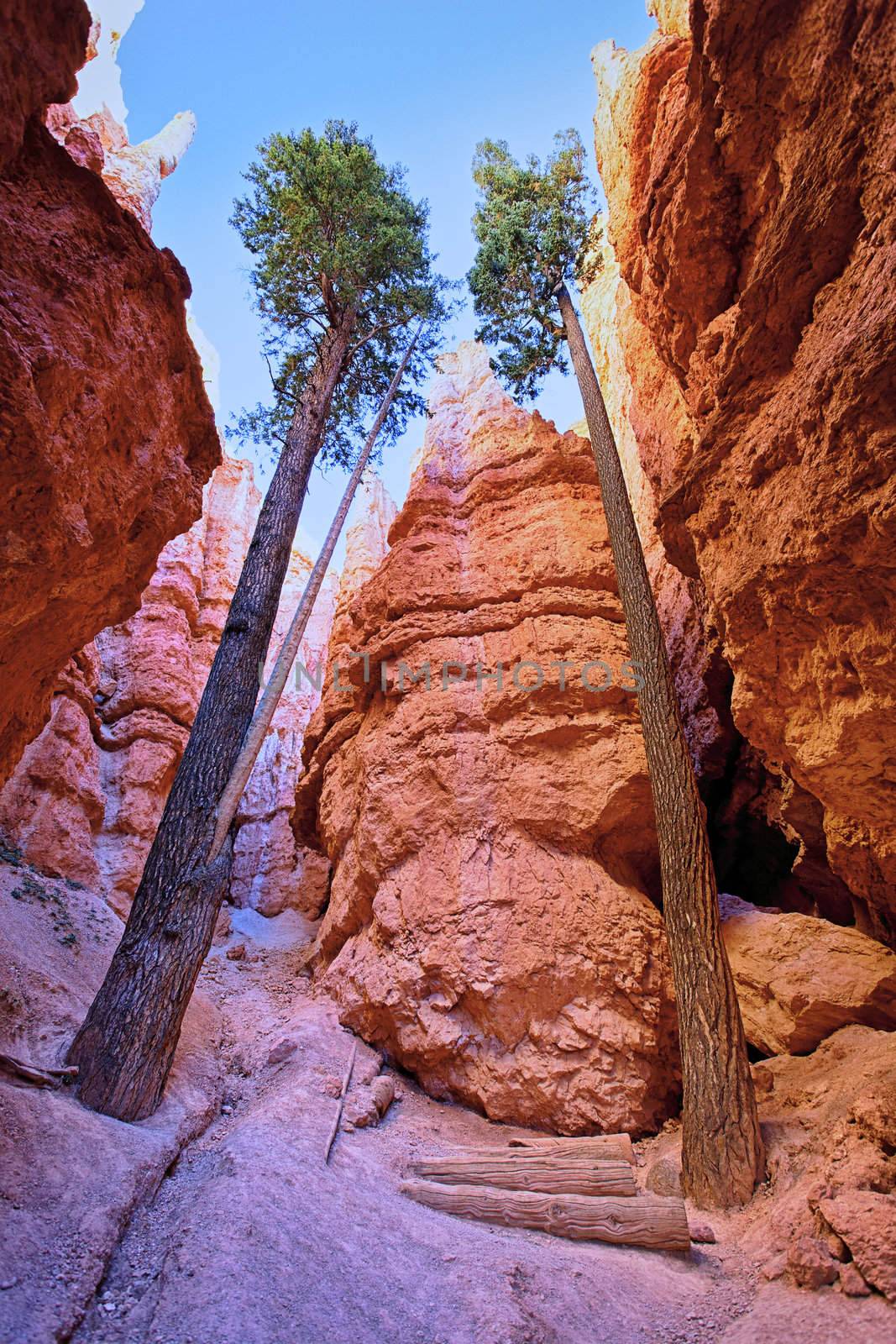 Tall trees on the Navajo Trail in Bryce Canyon, Utah 