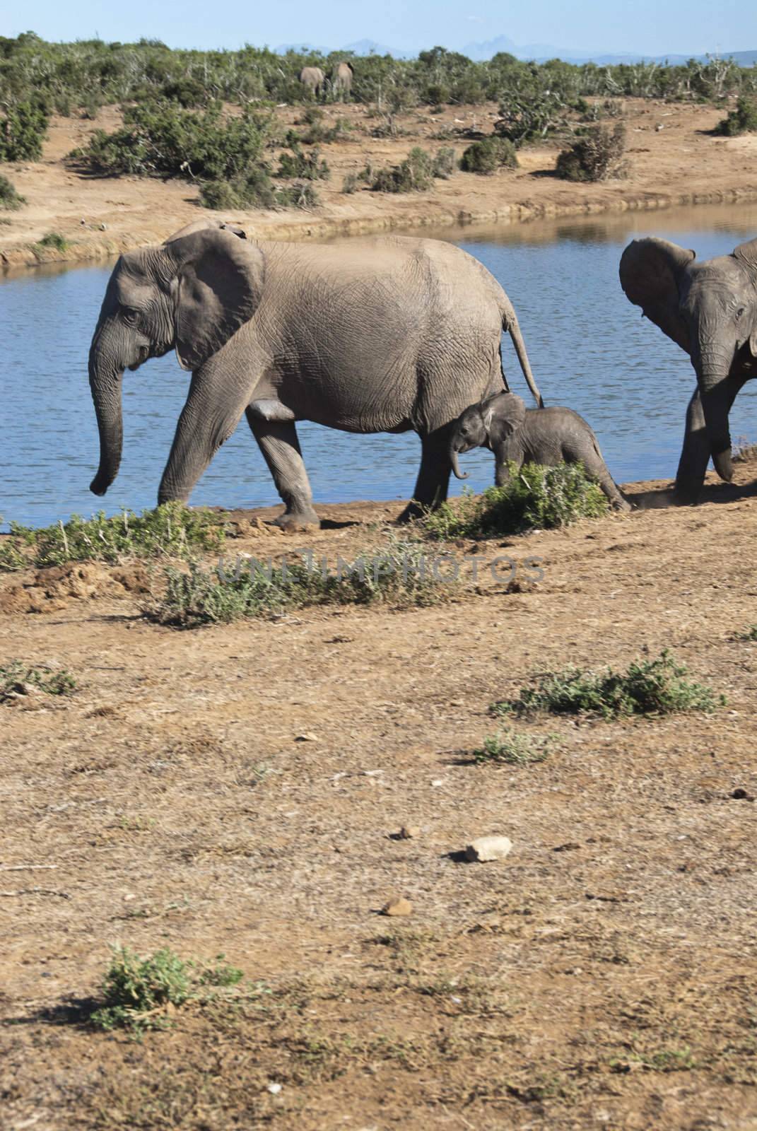 A baby elephant walking close to it's mom for protection, South Africa