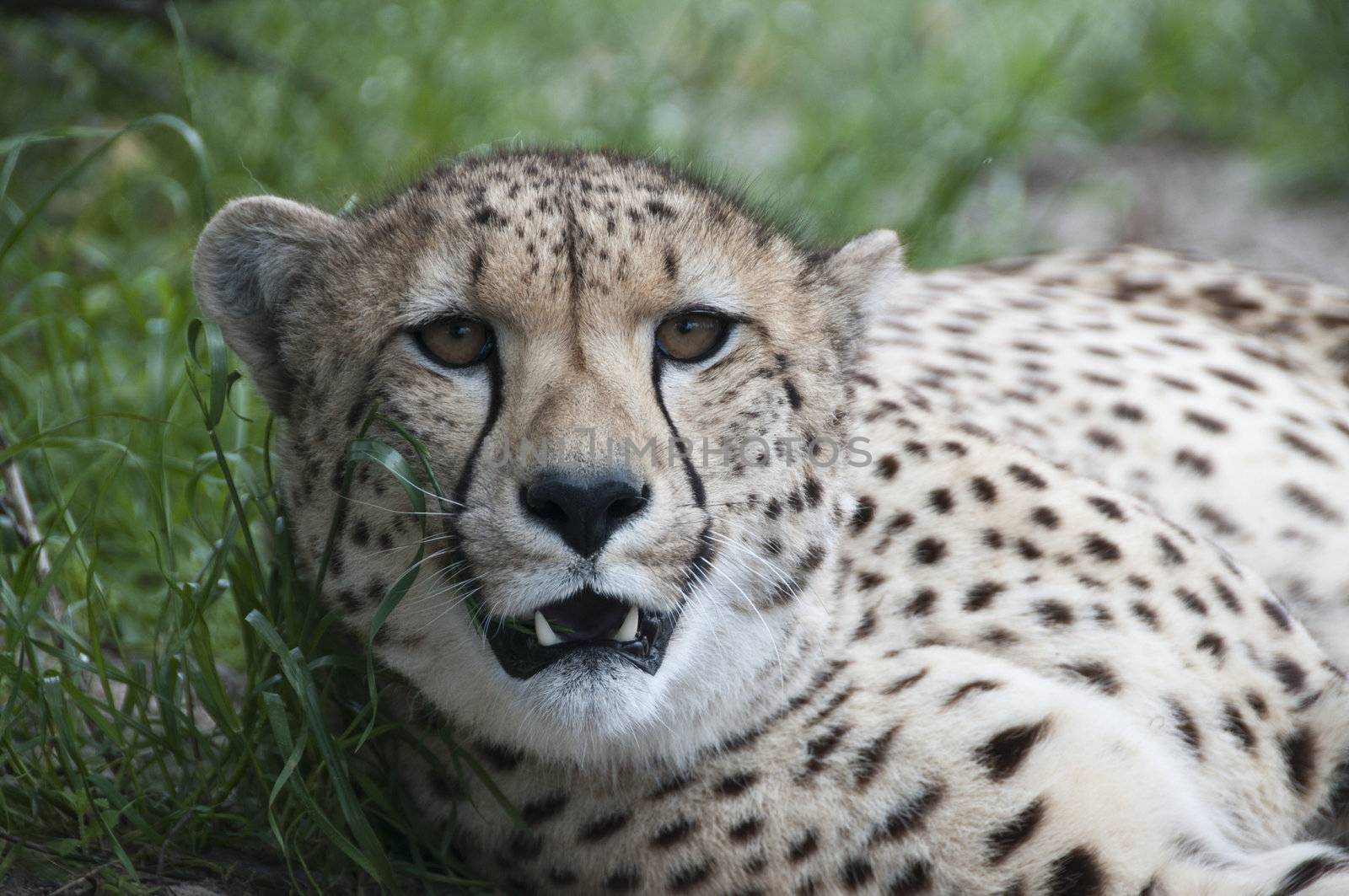 A close up of a cheetah protecting its ground, South Africa