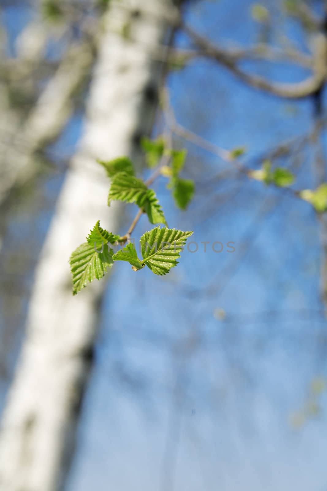 barrel of birch with green young foliage on a background of blue sky