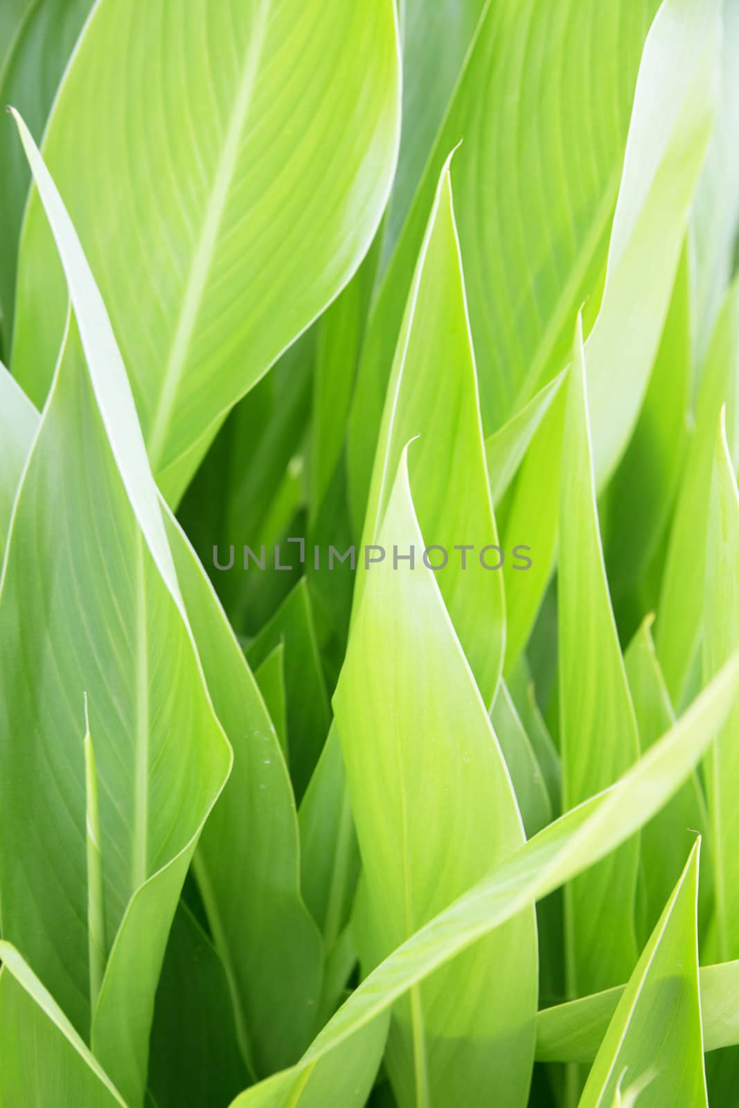 green juicy leaves of plant by Serp