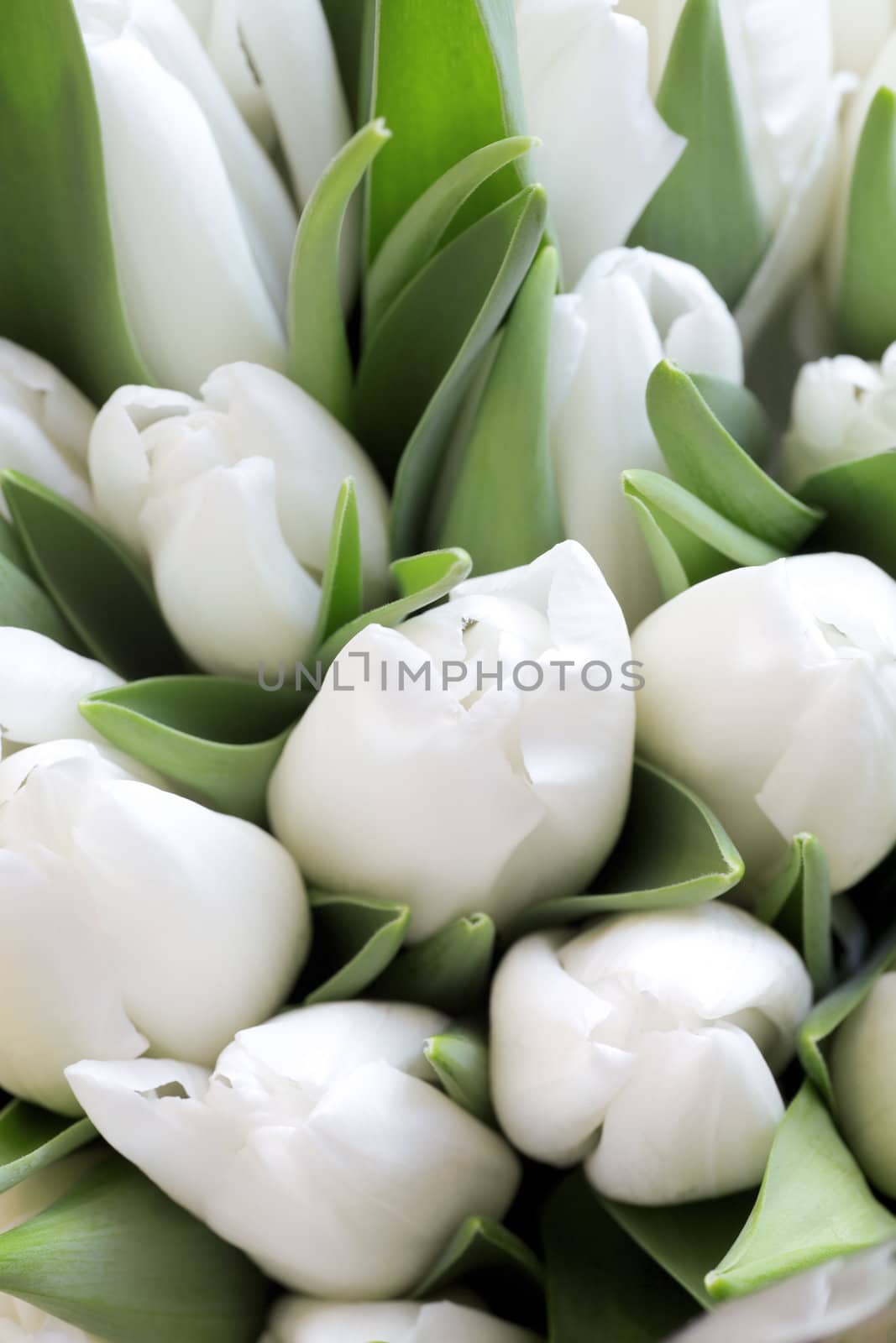 White gentle tulips in an environment of green foliage
