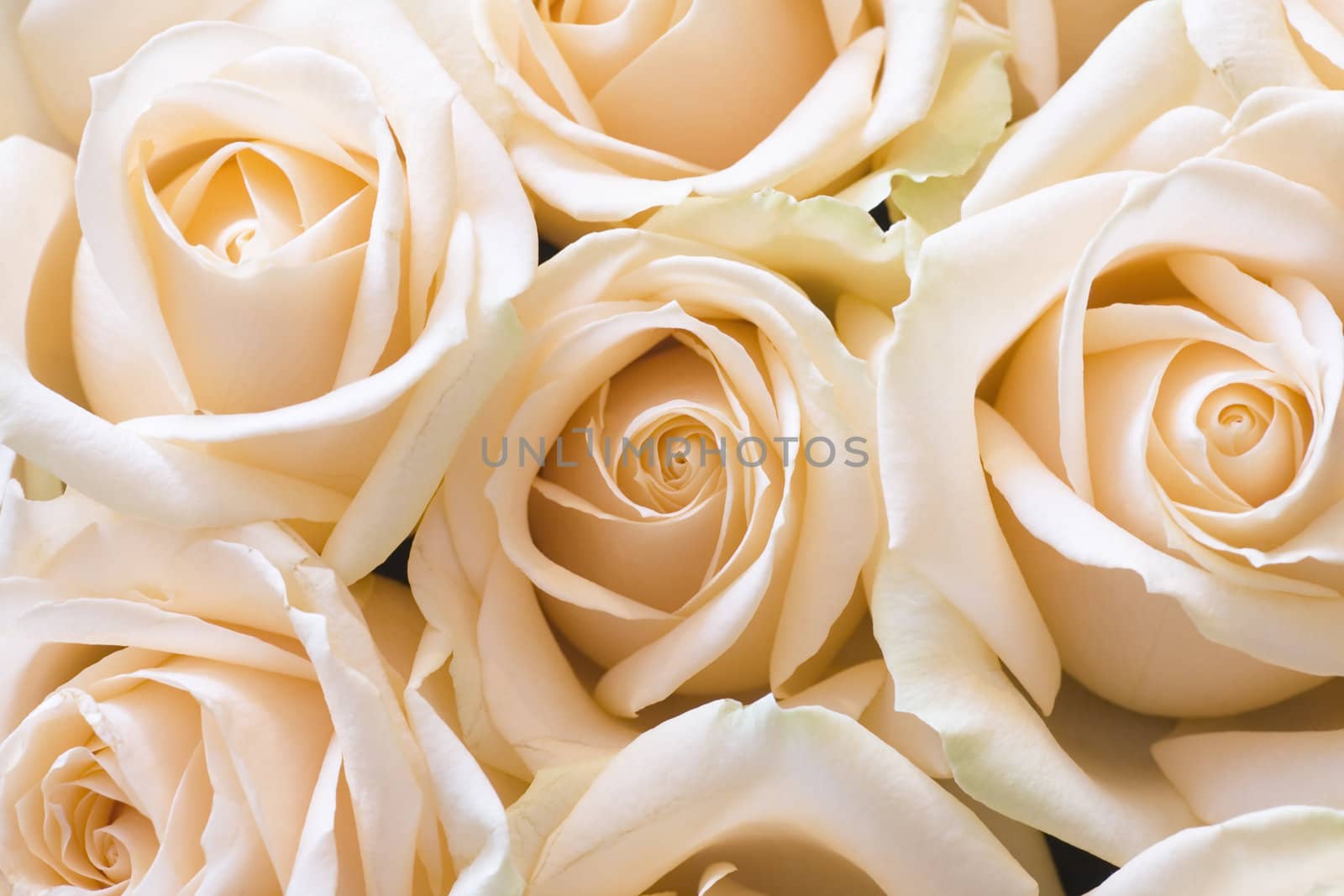 Gentle roses as a holiday and nature background