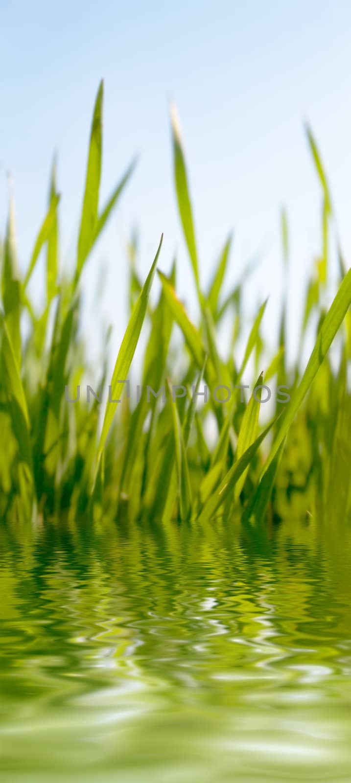 Juicy green grass growing near to water pond