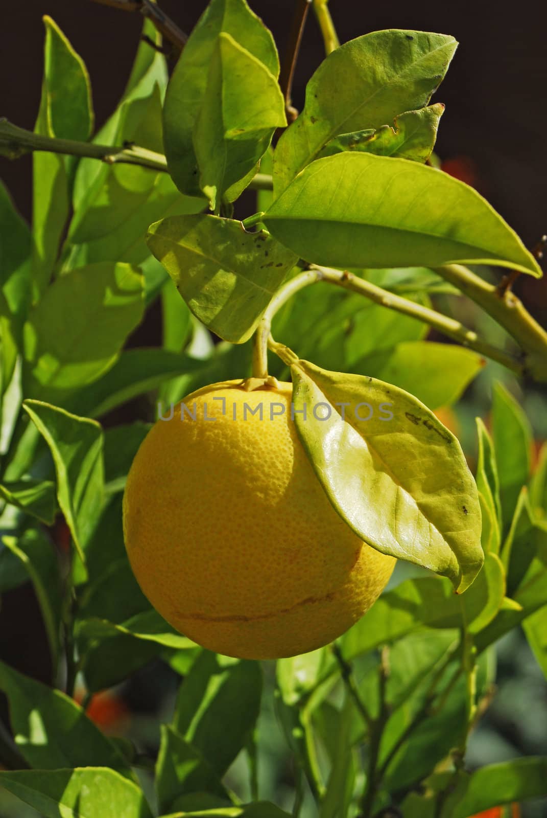 lemon tree