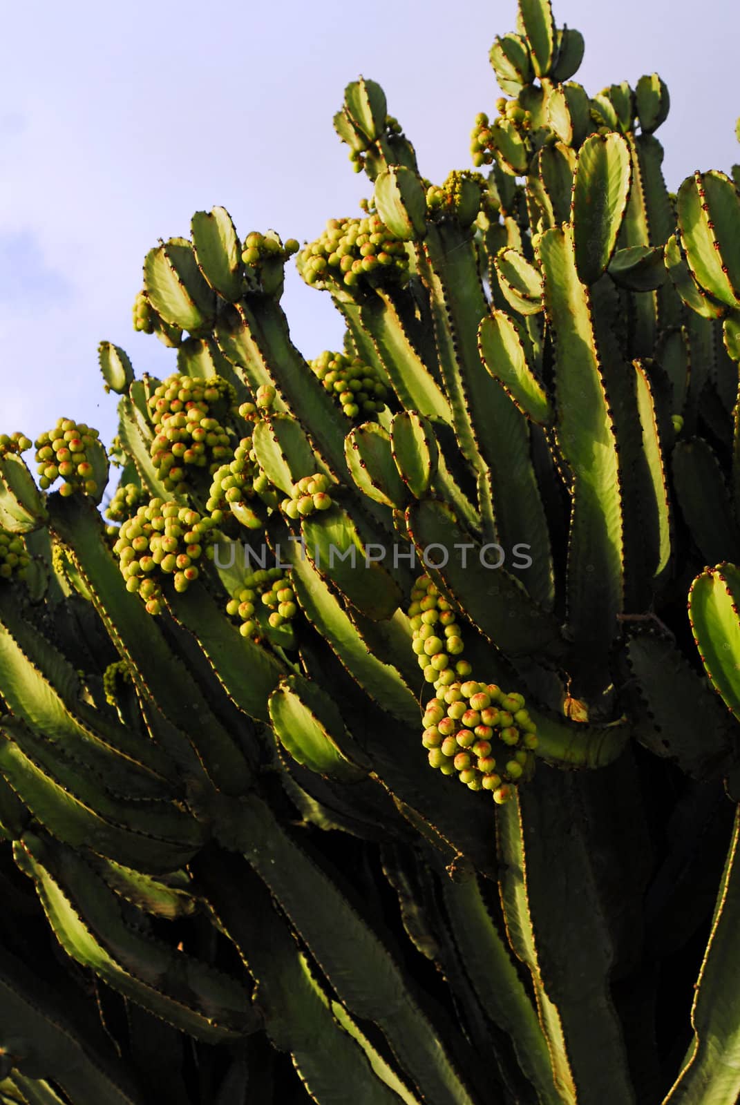 cactus in Fuerteventura,Canary islands