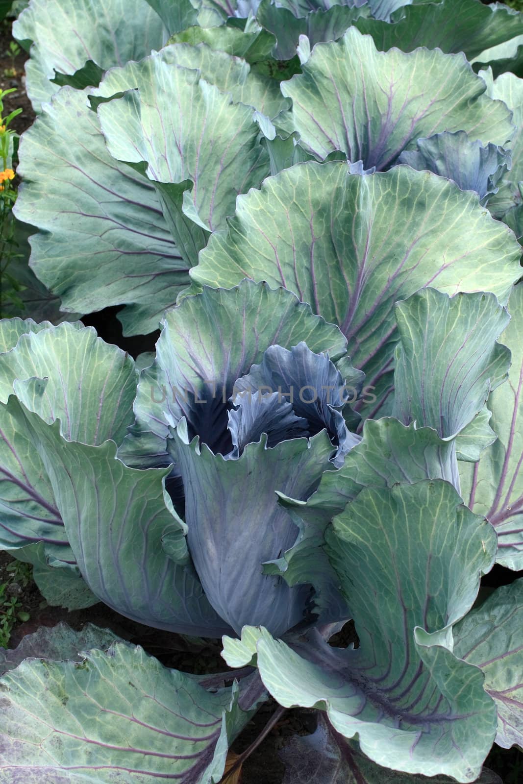 Purple cabbage head in a vegetable garden