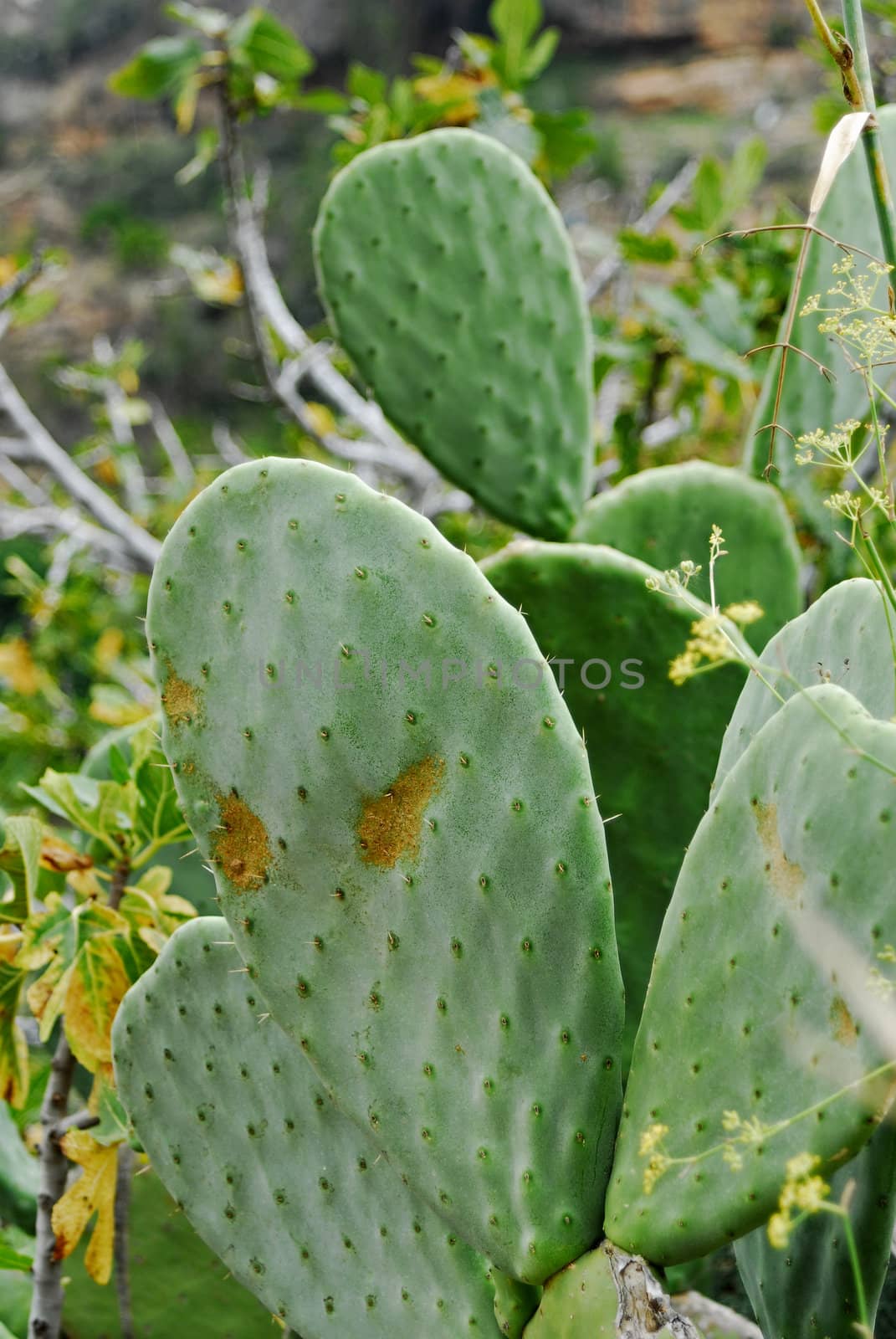 cactus in Spain,near Malaga