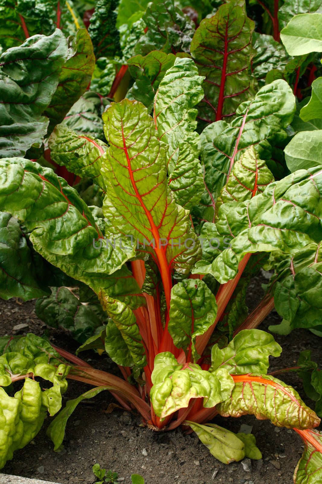 Swiss chard in a vegetable garden