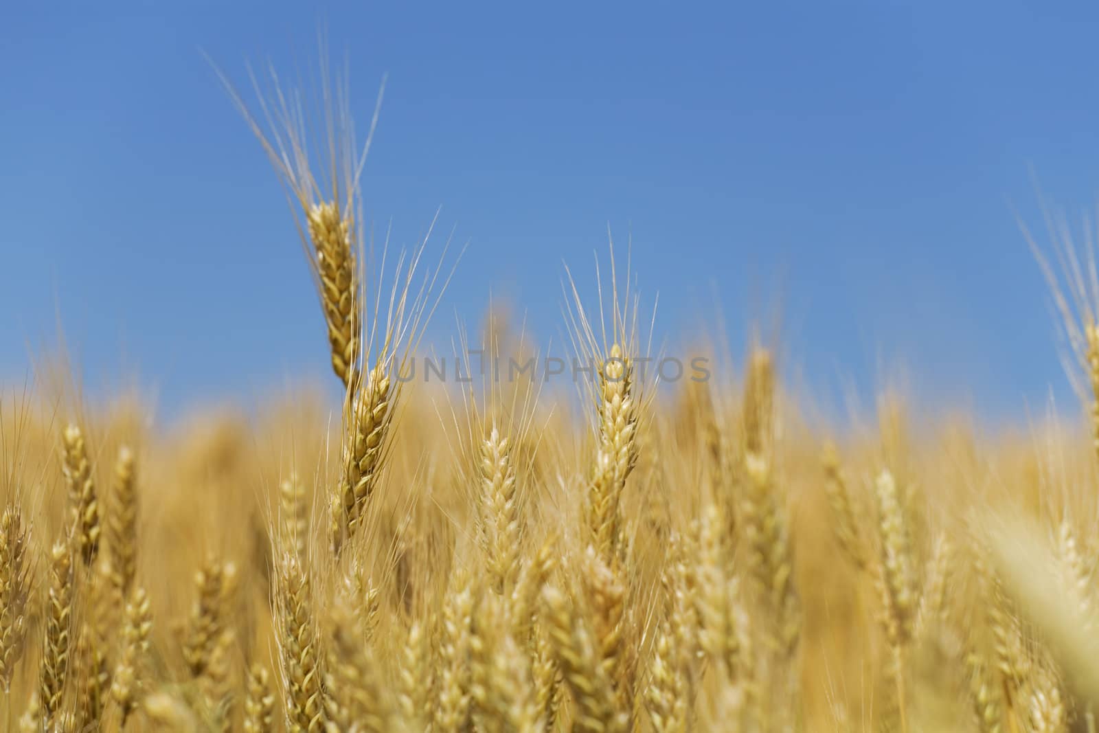 field of a golden wheat before harvesting on a background clear blue sky