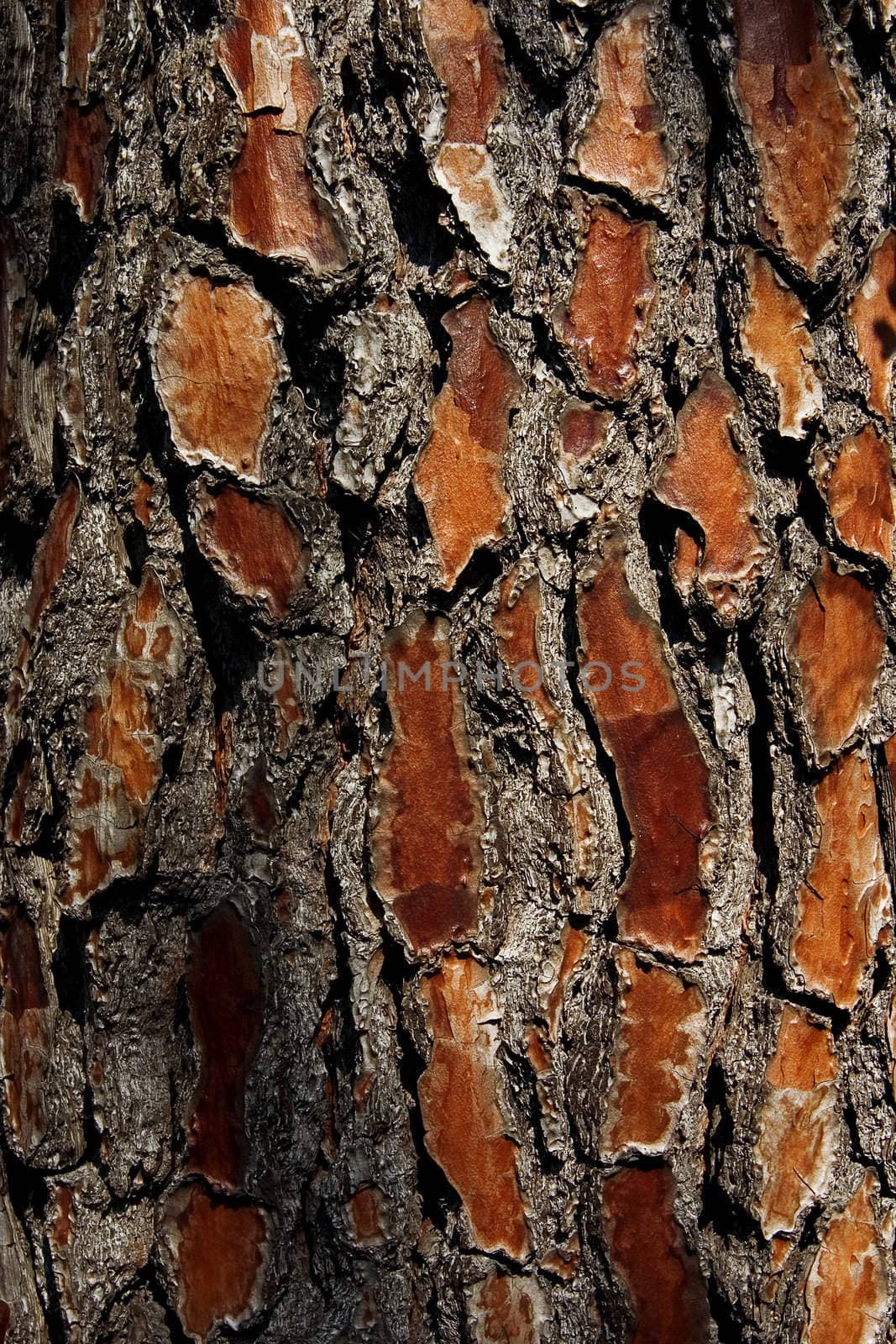 fragment of wooden surface of brown color with visible texture and unevenness