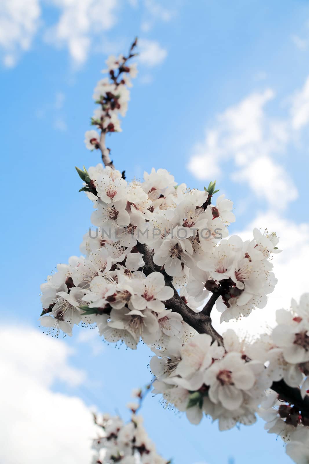 flowering branch of tree is in spring on a background blue sky