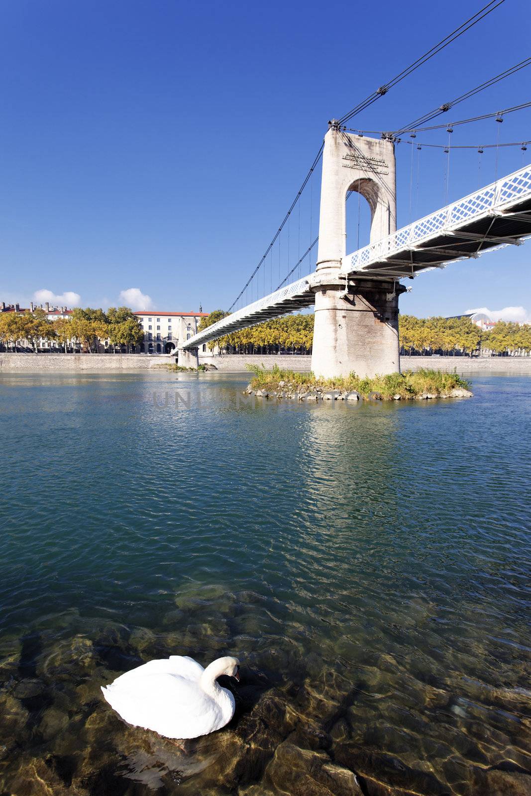 Footbridge and white swan on Rhone river in Lyon