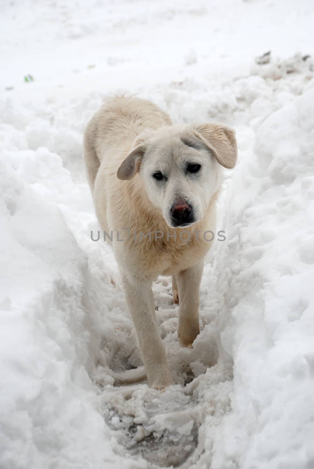 dog and snow