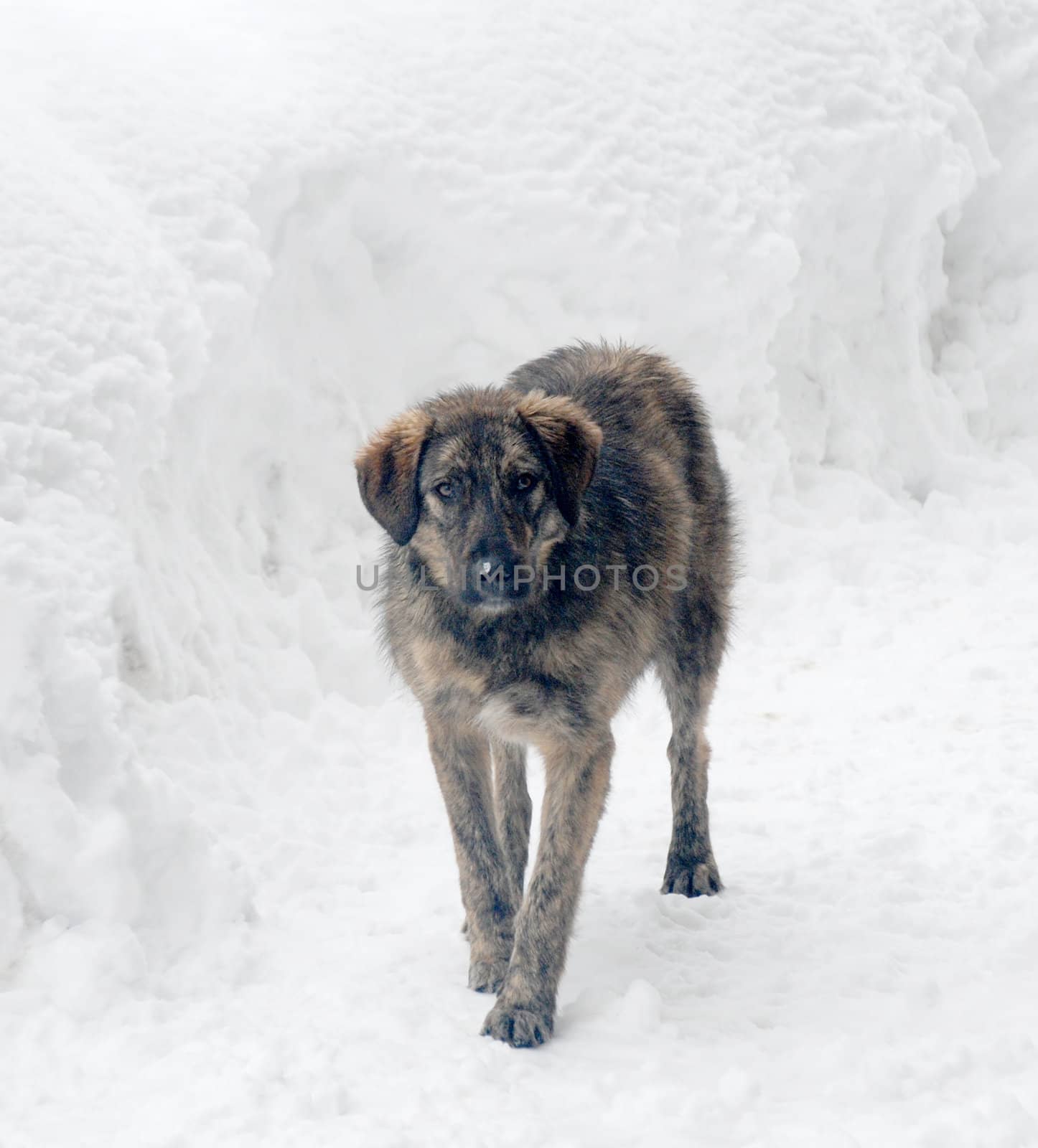 dog and snow