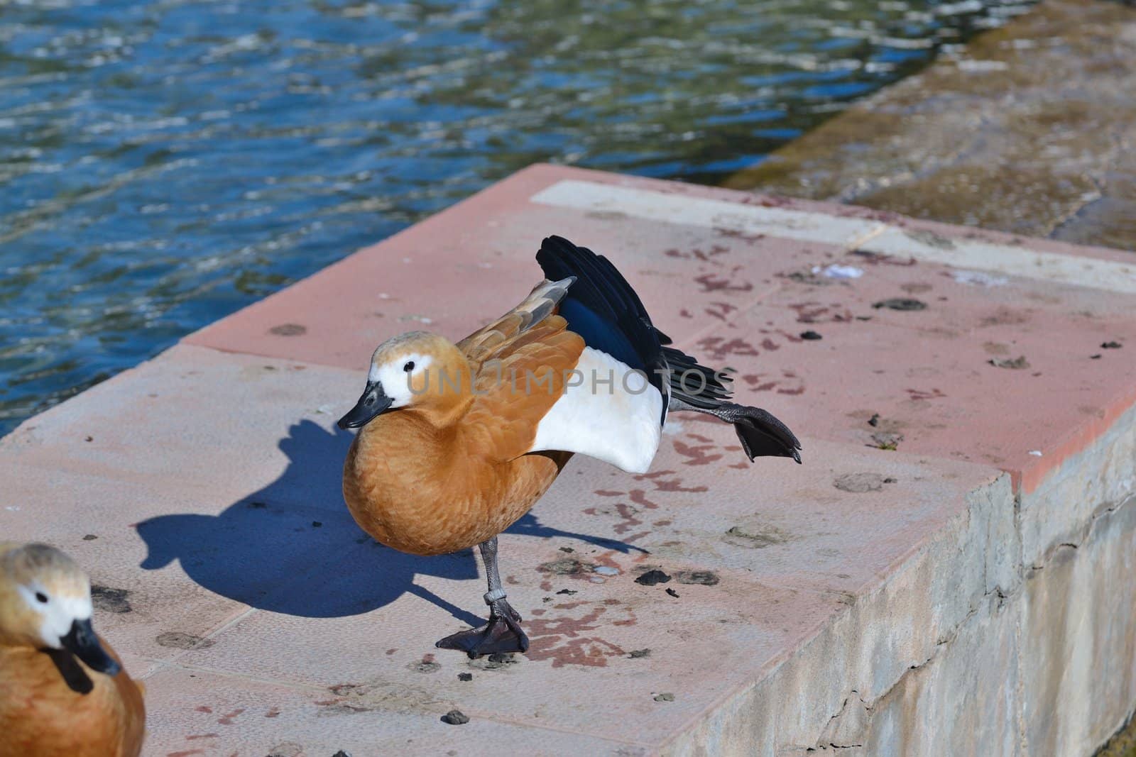 wild duck on the pond in the park in malaga